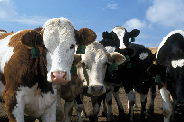 1000 cattle ate radioactive feed in Japan